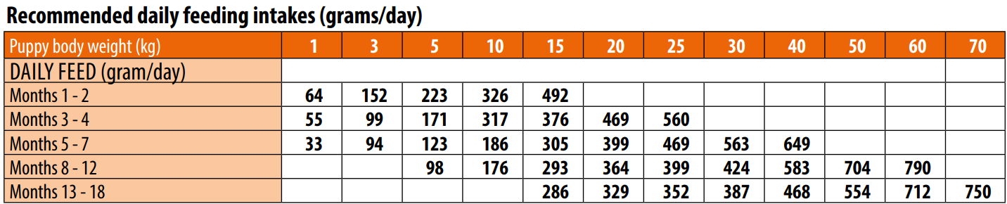 מונג' גורים לכל הגזעים מבוסס ברווז